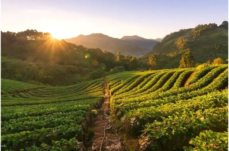 A beautiful sunrise is coming up across a large farm, with some mountains in the distant.