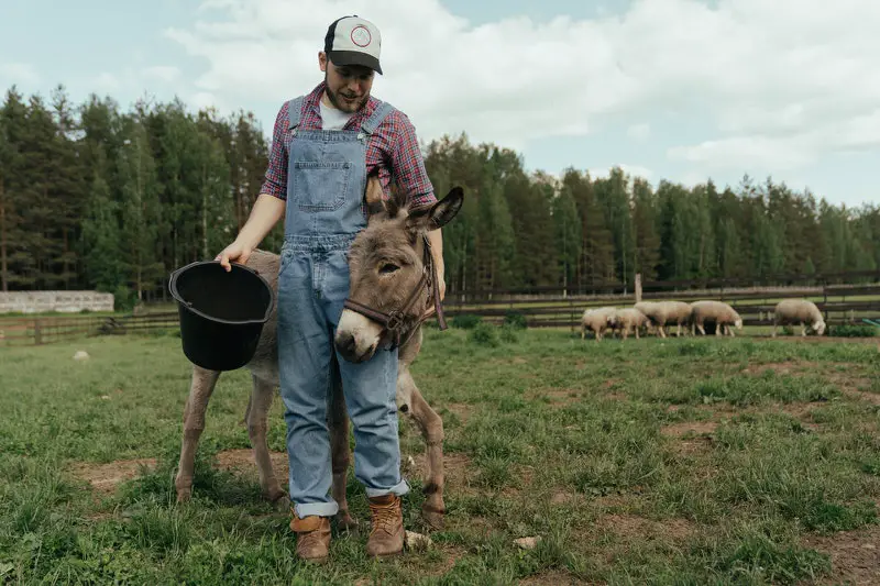 A young man is tending to his donkey, one of his many animals at his farm.