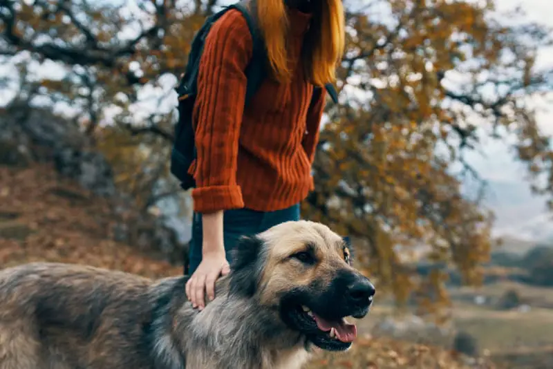 A young woman is taking care of a dog over the weekend, as an extra service in her dog walking company