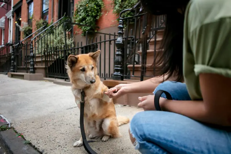 A young girl has a side hustle as a dog walker