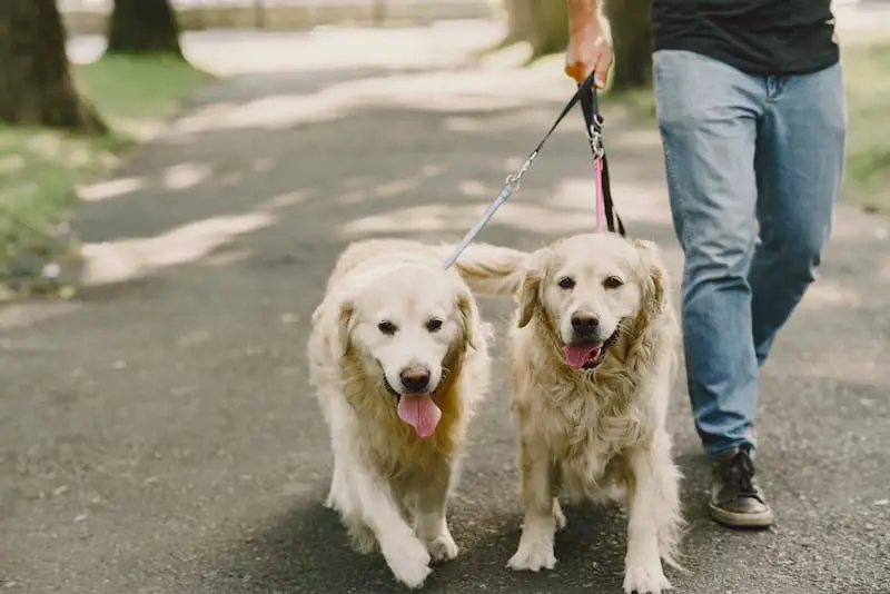 A young man, who started a dog walking business, is walking 2 dogs in the park.