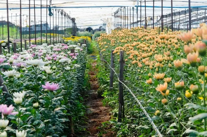 Looking out at a flower farm with lots of different flowers being grown