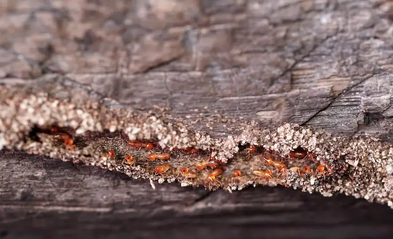 A group of termites are causing damage to wood that is on the outside of someone's home